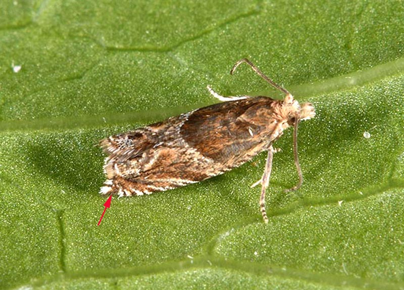 Identificazione falena: Ancylis cfr. comptana - Tortricidae